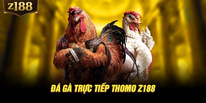 Đá gà trực tiếp Thomo Z188