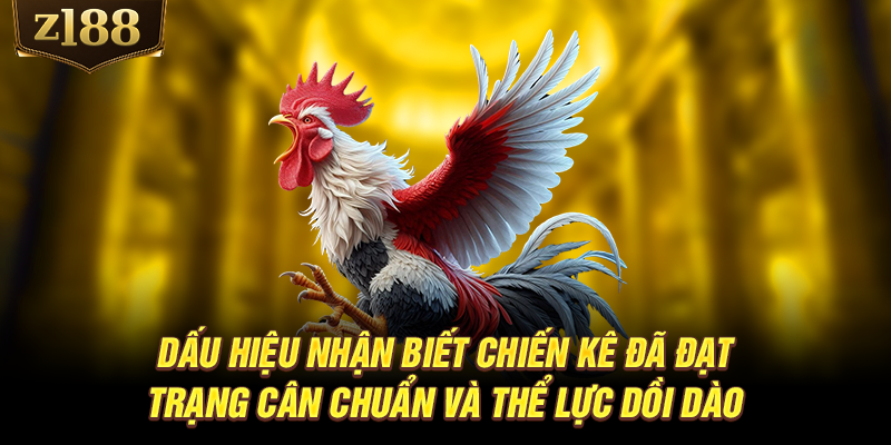 Dấu hiệu nhận biết chiến kê đã đạt trạng cân chuẩn và thể lực dồi dào