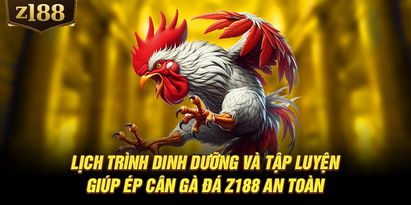 Lịch trình dinh dưỡng và tập luyện giúp ép cân gà đá Z188 an toàn